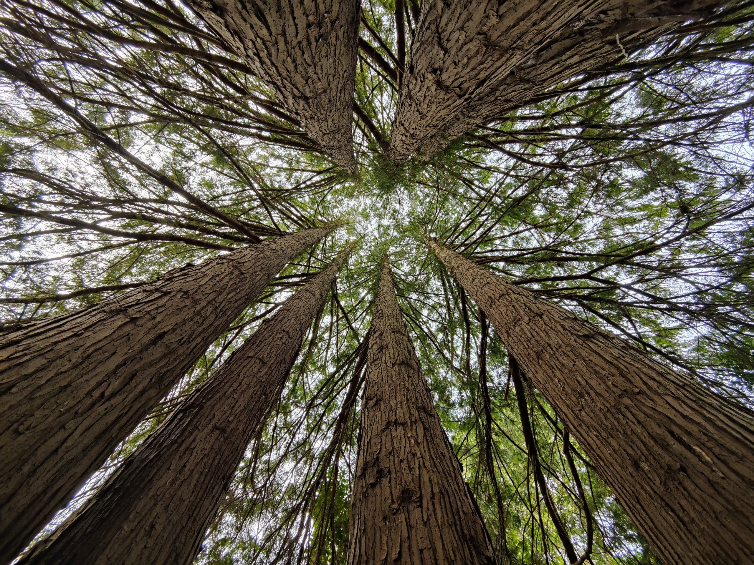 Pictures of trees, taken at Kubota Garden Seattle WA